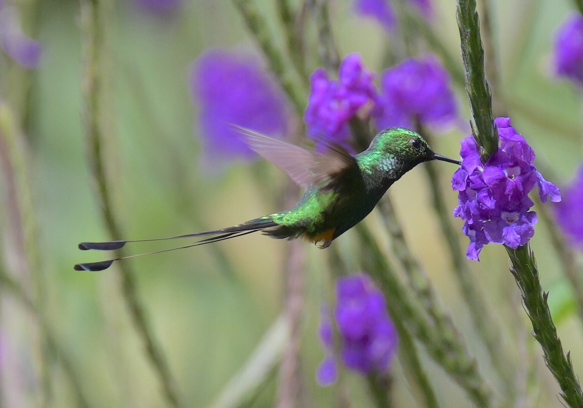 Peruvian Racket-tail - ML642434138