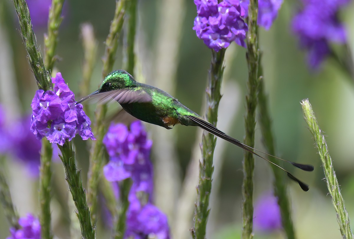 Peruvian Racket-tail - ML642434140