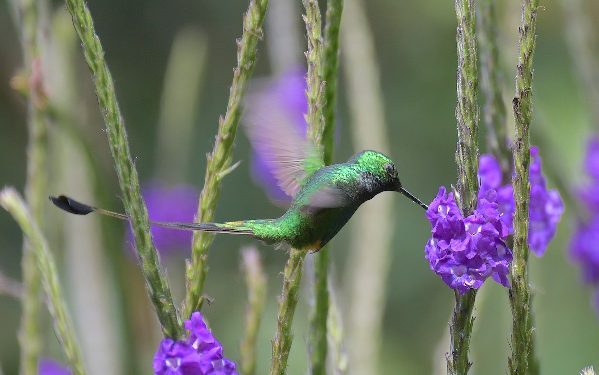 Peruvian Racket-tail - ML642434142
