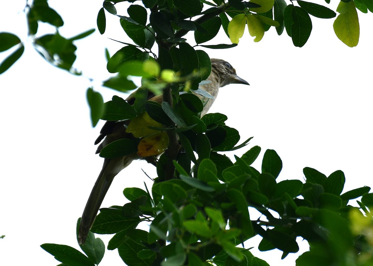 Bulbul de Conrad - ML642434145