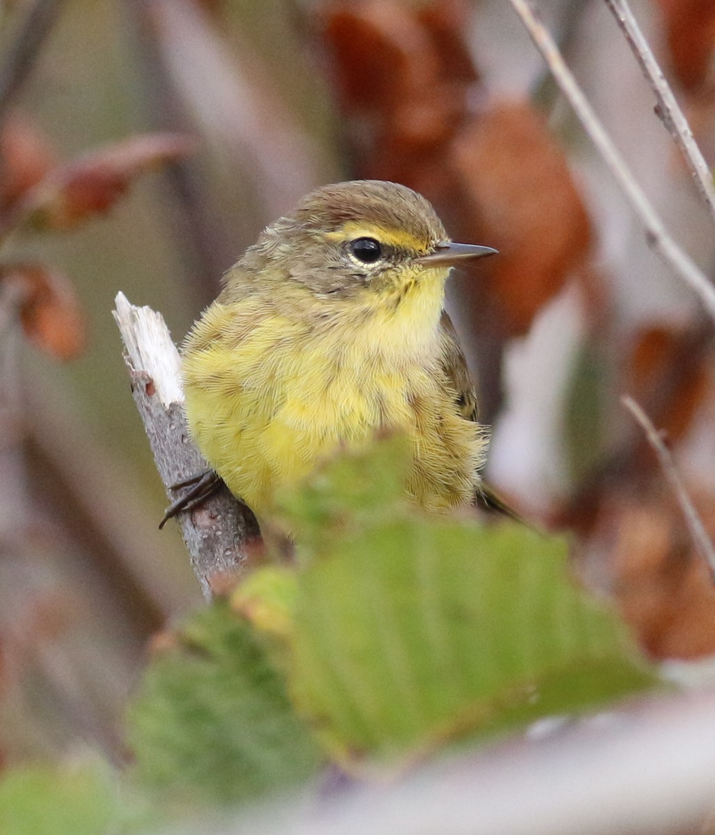 lesňáček bažinný - ML642434152