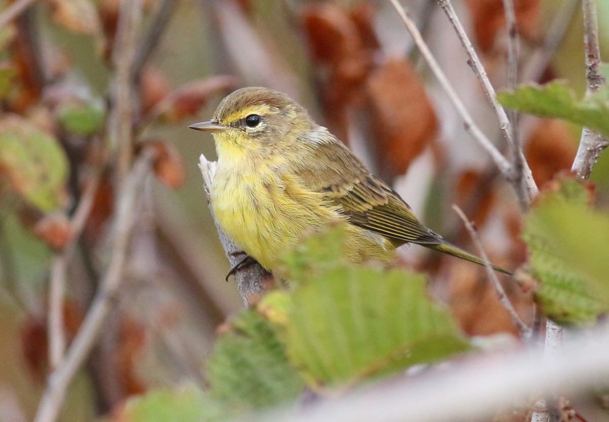 lesňáček bažinný - ML642434153