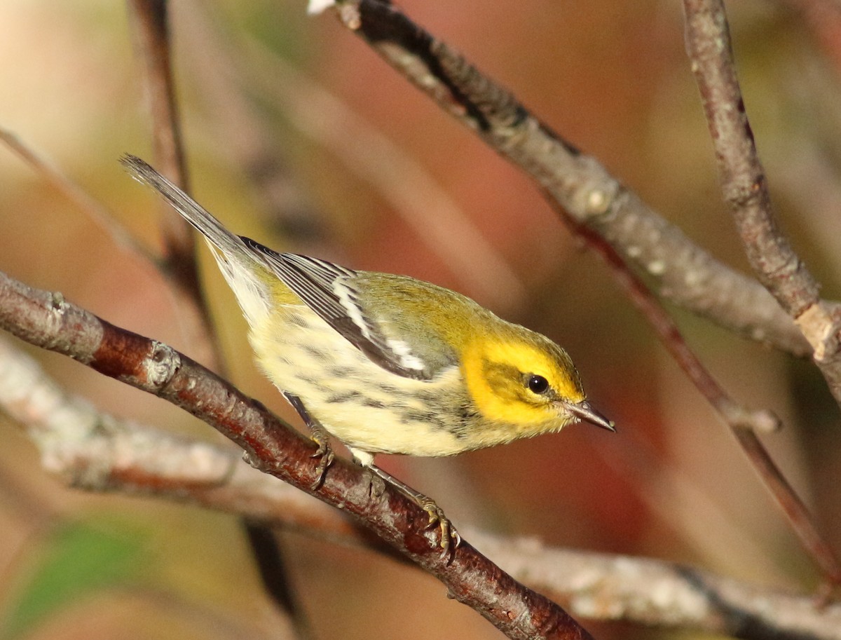 lesňáček proužkoboký - ML642434163