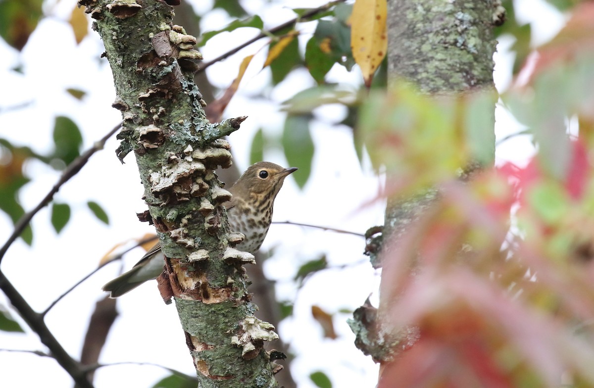 Swainson's Thrush - ML642434190