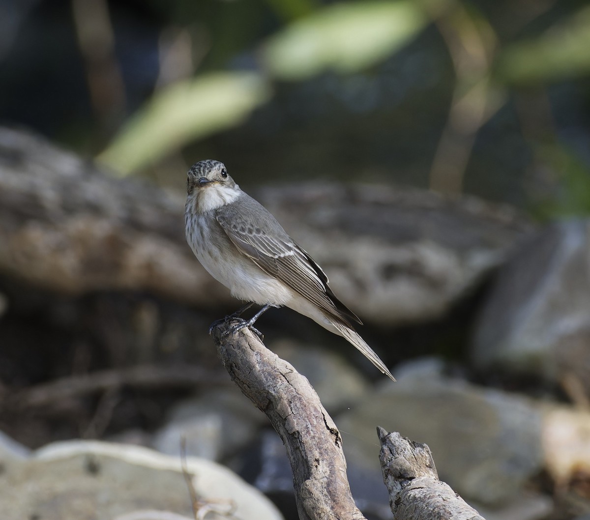 Spotted Flycatcher - ML642434191