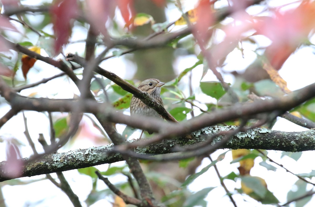 Lincoln's Sparrow - ML642434224