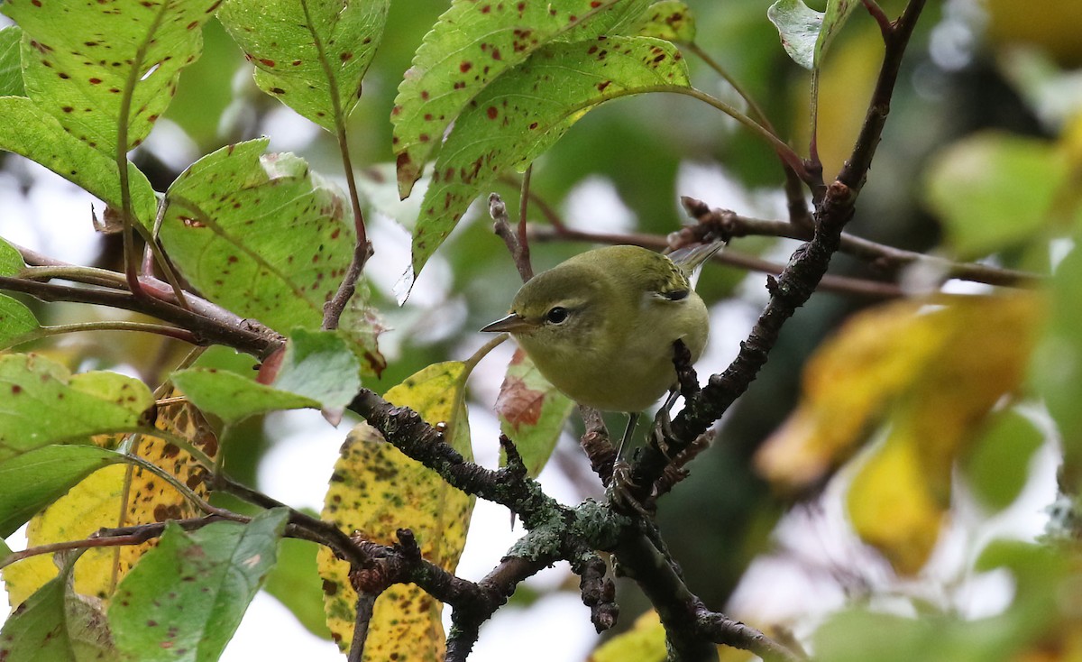 Tennessee Warbler - ML642434226