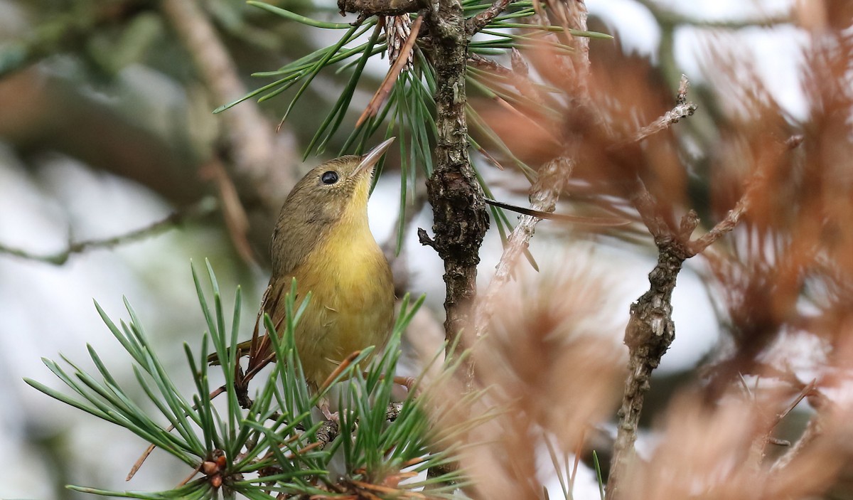 Common Yellowthroat - ML642434231