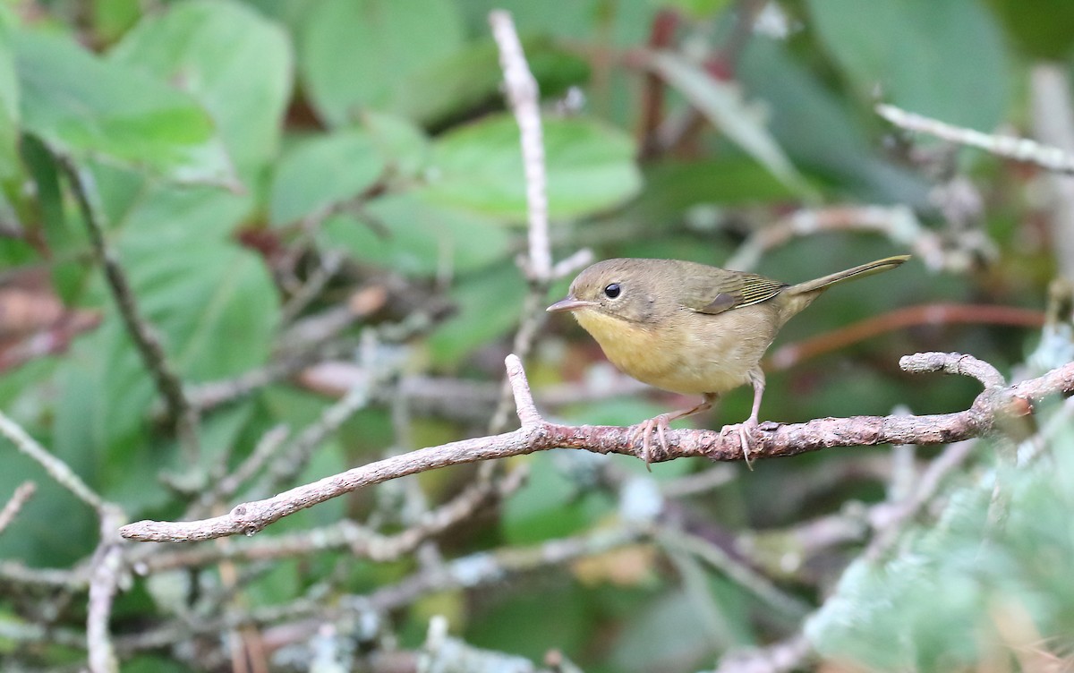 Common Yellowthroat - ML642434232