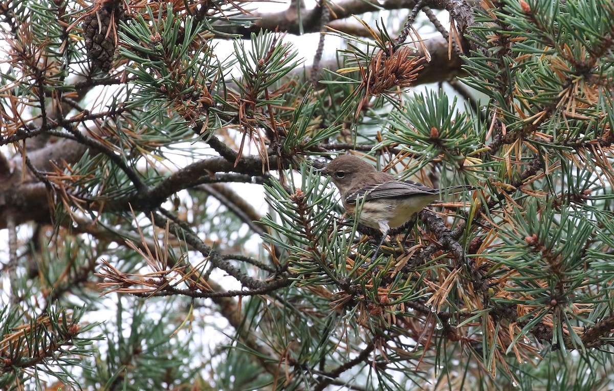 Yellow-rumped Warbler - ML642434241
