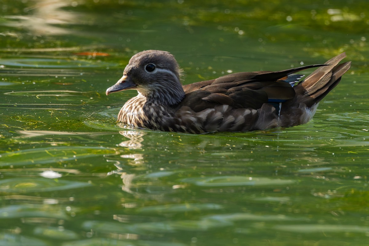 Mandarin Duck - ML642434253