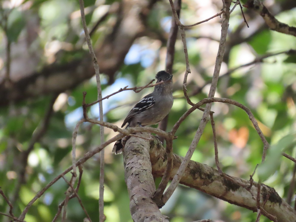 Batara de Pelzeln - ML642434255