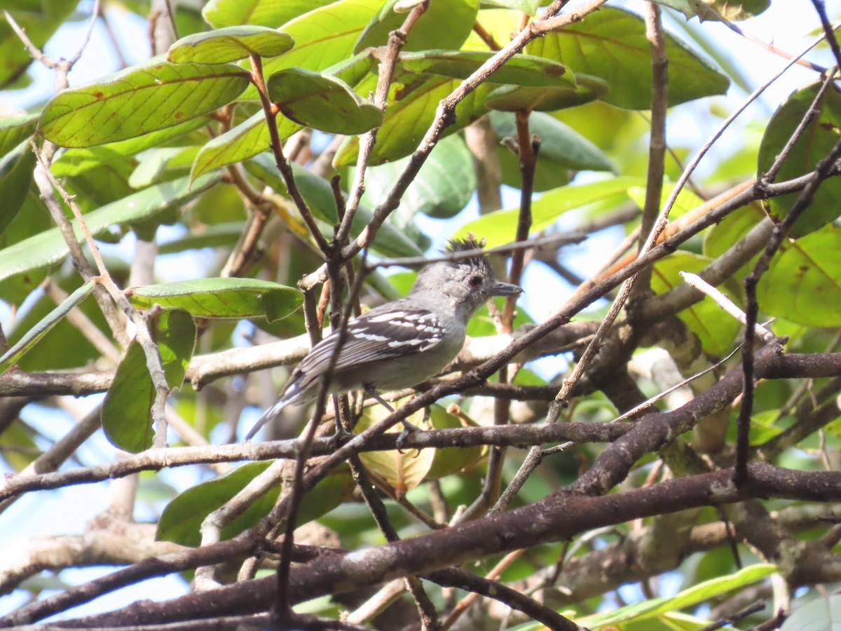 Batara de Pelzeln - ML642434256