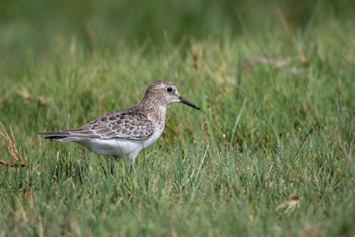 Байрдийн элсэг - ML642434259