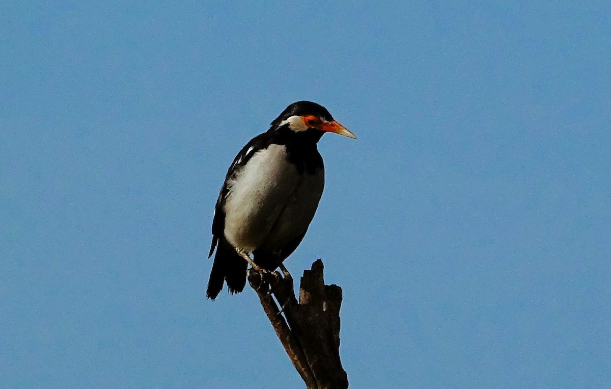 Indian Pied Starling - ML642434271
