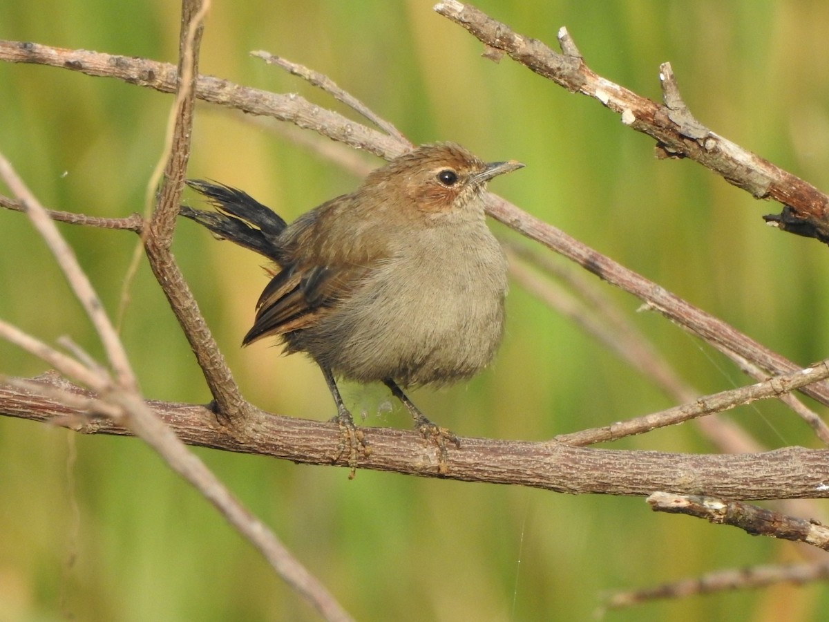 Indian Robin - ML642434294