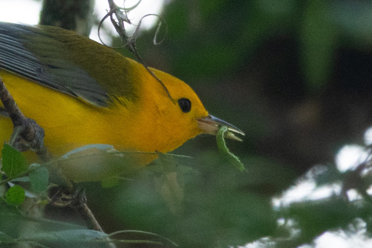 Prothonotary Warbler - ML642434325