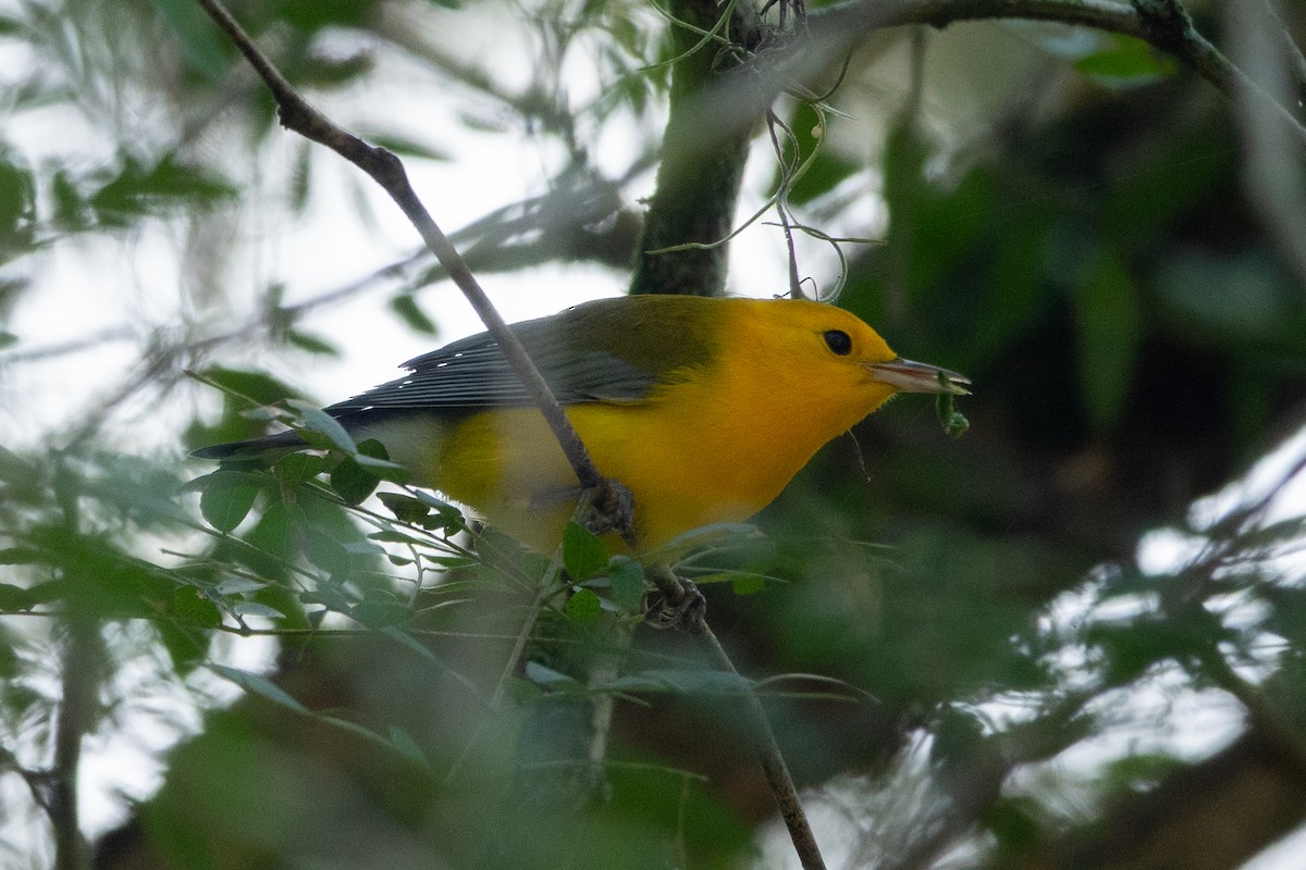 Prothonotary Warbler - ML642434326