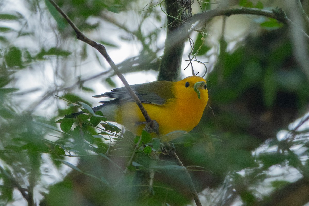 Prothonotary Warbler - ML642434327