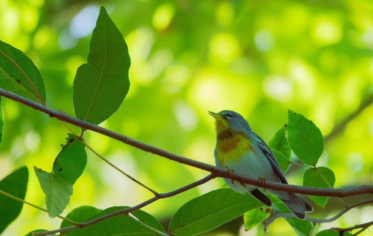 Northern Parula - ML642434336