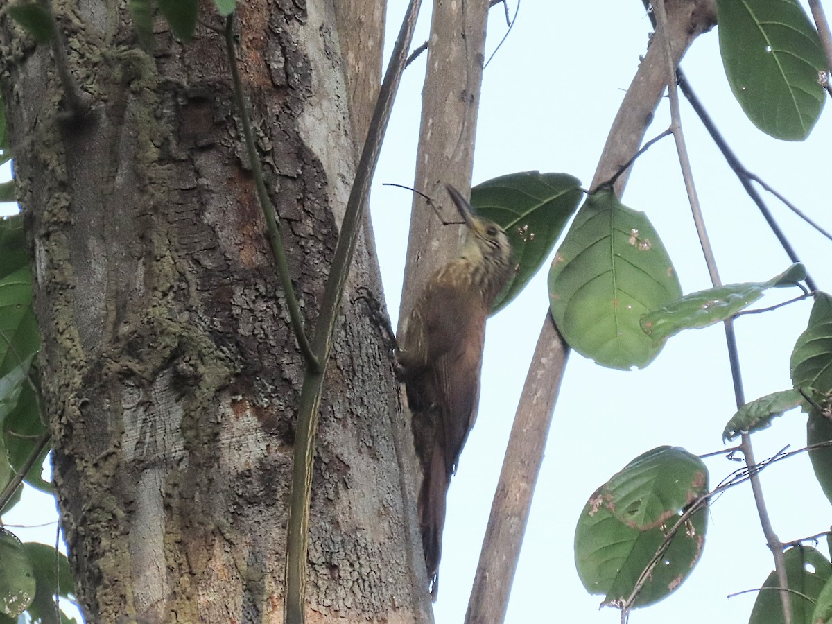 Planalto Woodcreeper - ML642434359