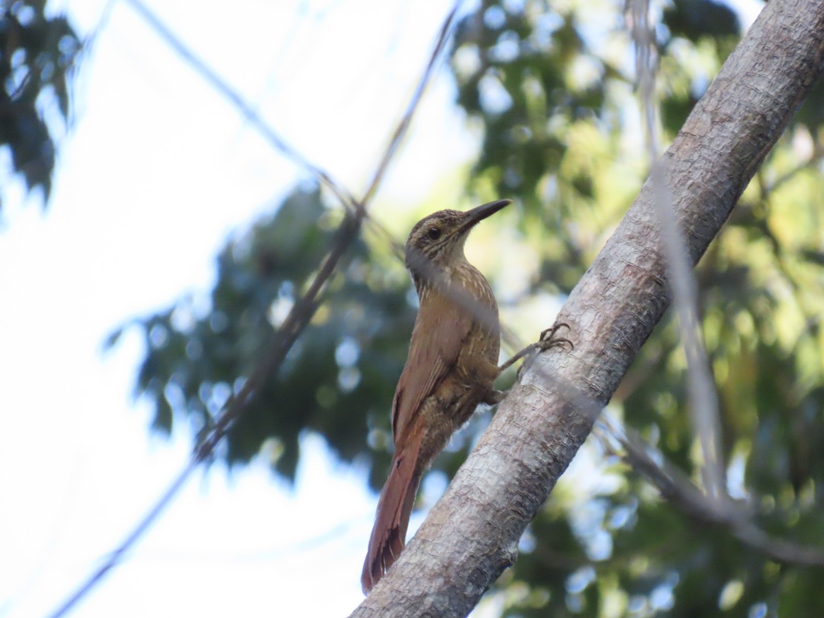 Planalto Woodcreeper - ML642434360