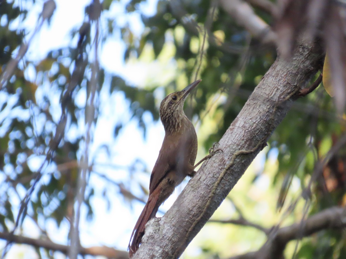 Planalto Woodcreeper - ML642434361