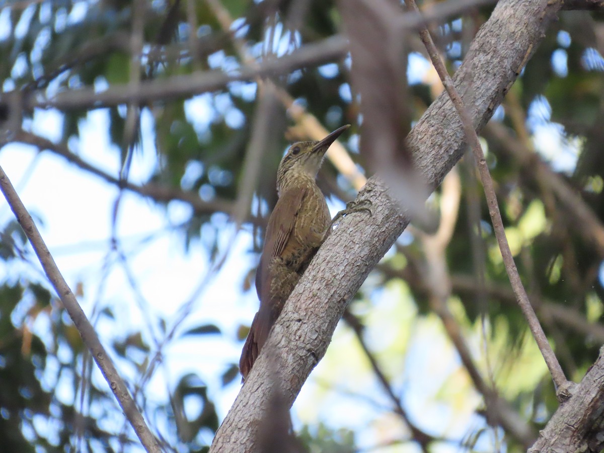 Planalto Woodcreeper - ML642434362