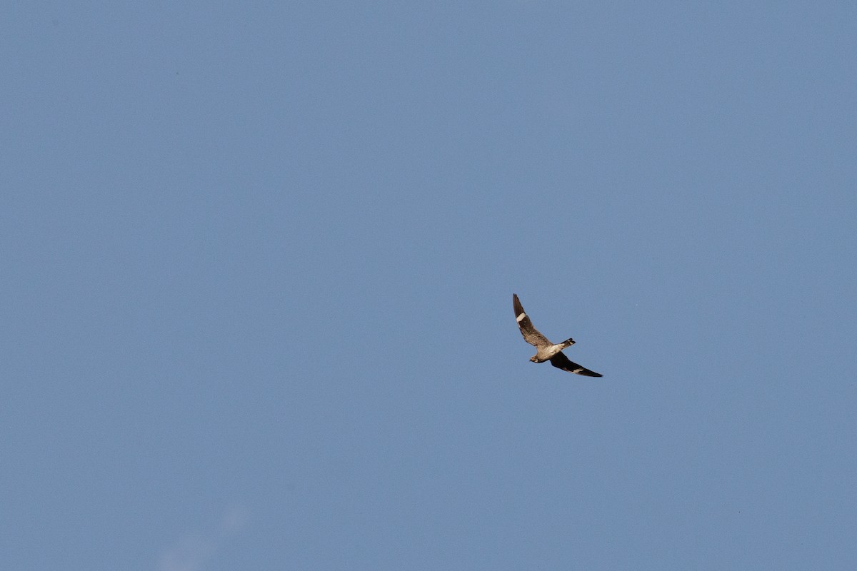 Common Nighthawk - ML642434374