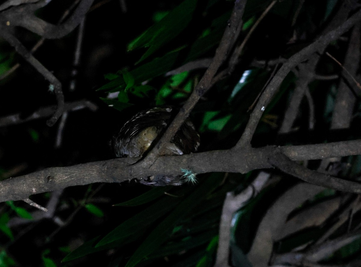 Tropical Screech-Owl - ML642434376