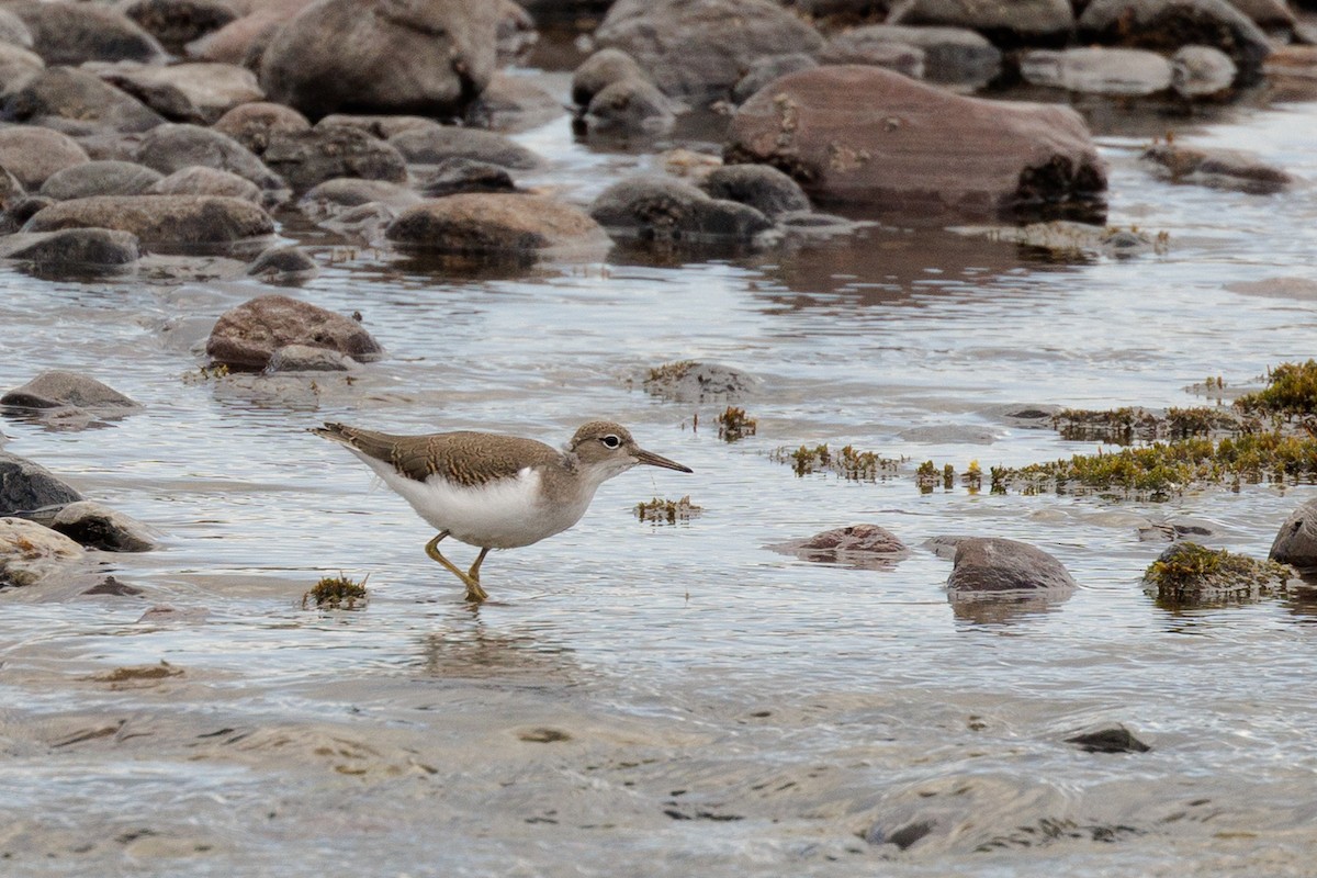 Spotted Sandpiper - ML642434378