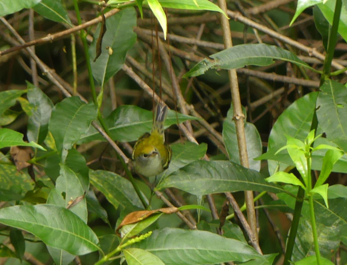 Chestnut-sided Warbler - ML642434393