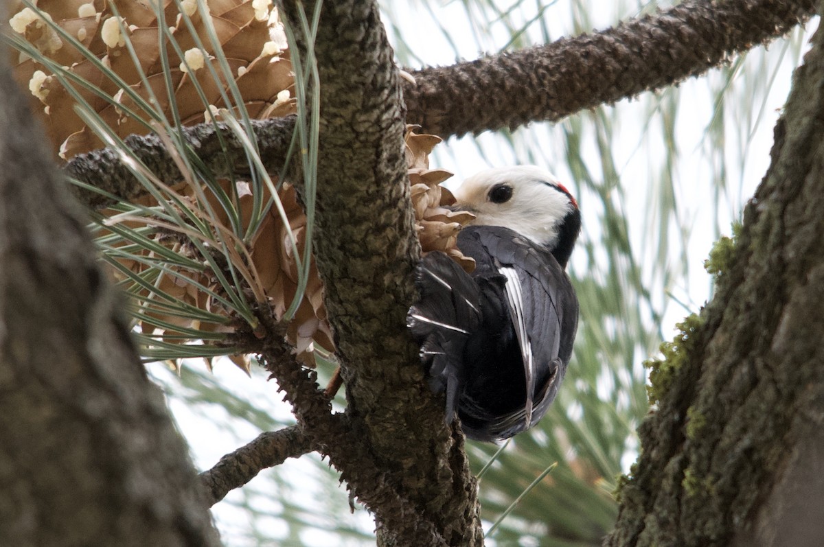 White-headed Woodpecker - ML642434394