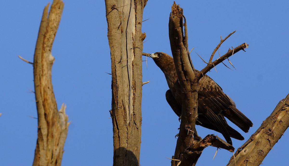 Wahlberg's Eagle - ML642434413
