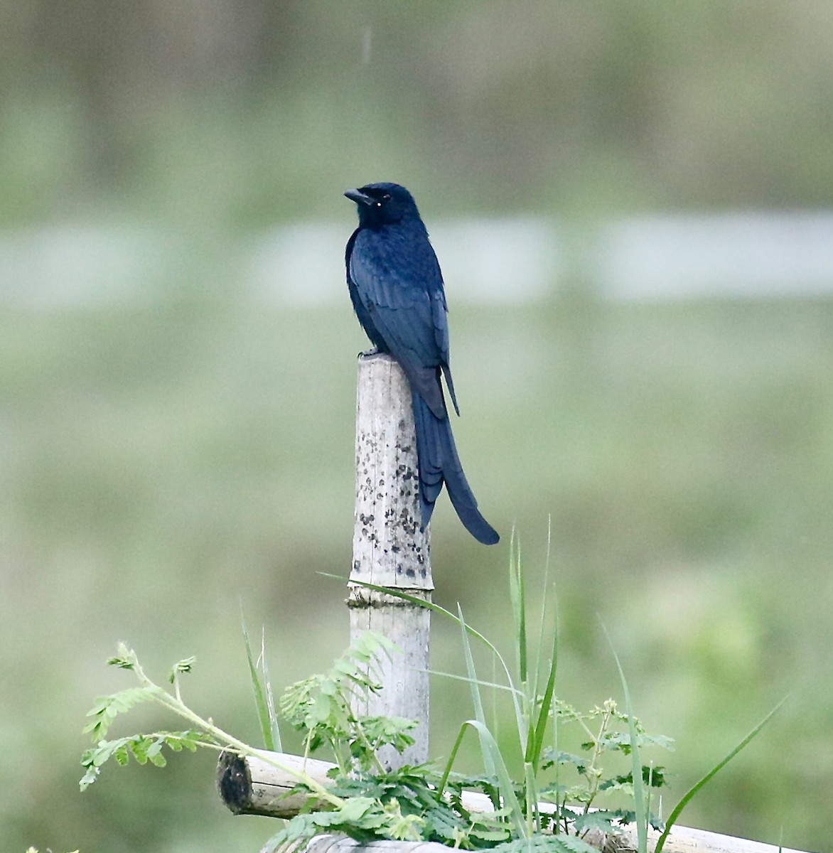 Black Drongo - ML642434418
