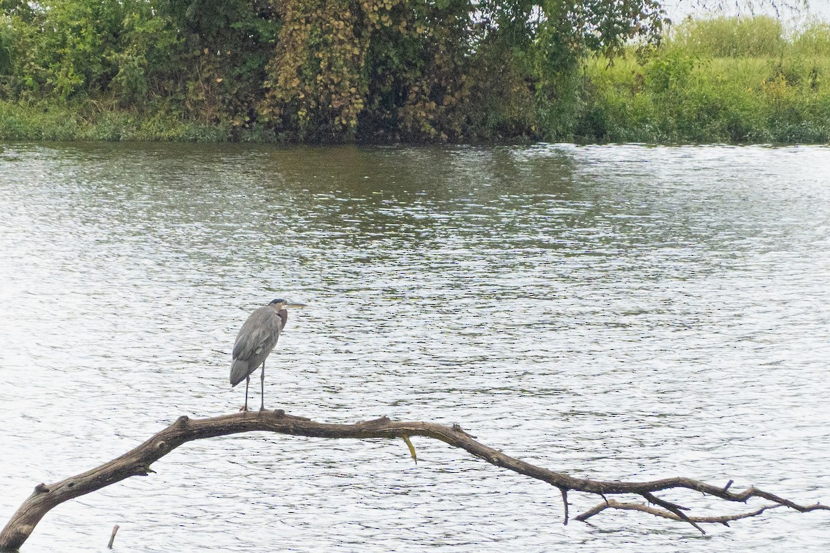 Great Blue Heron - ML642434422