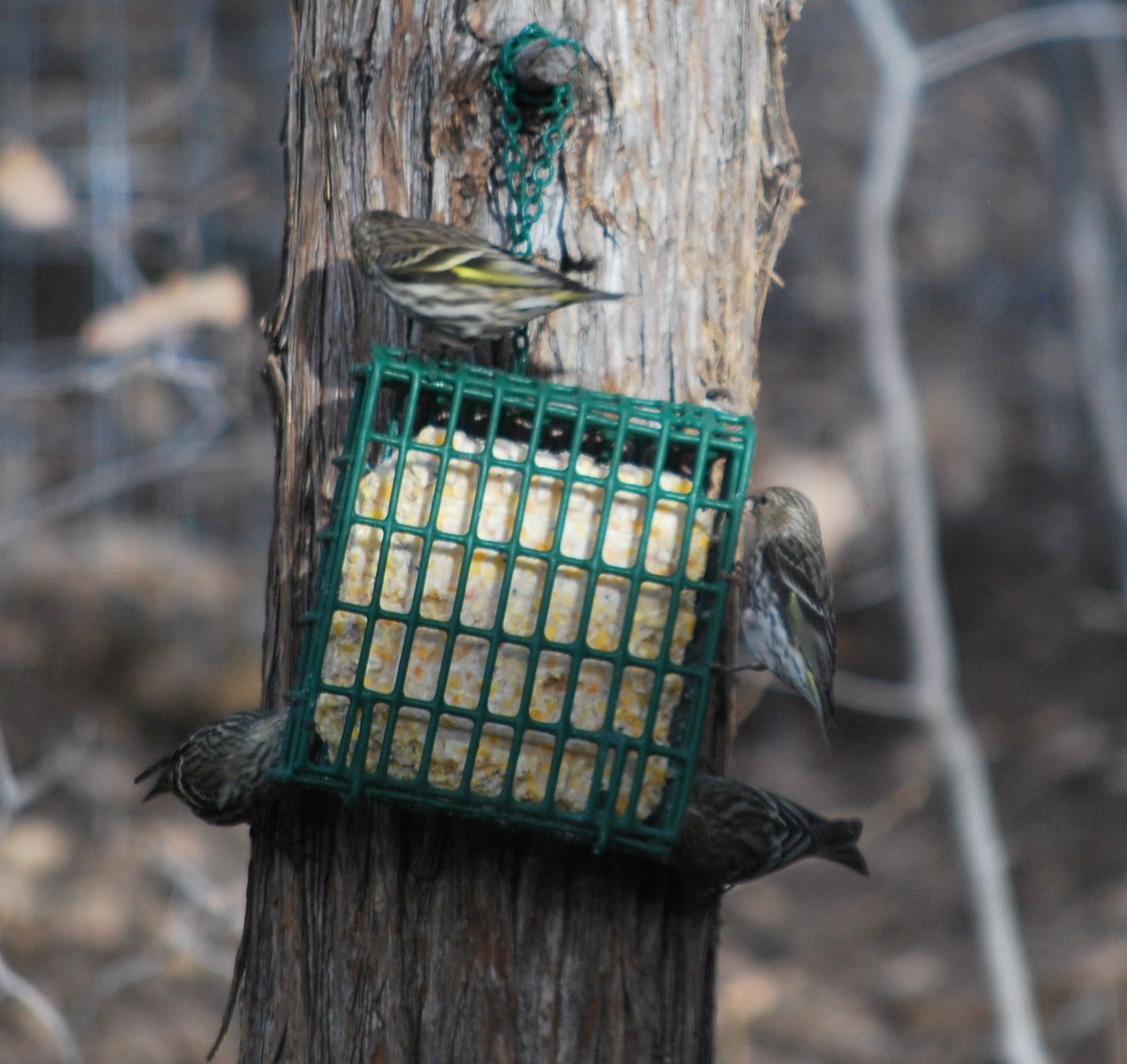 Pine Siskin - ML642434427