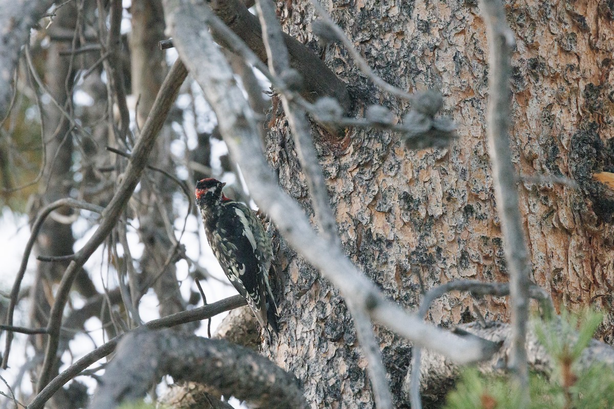 Red-naped Sapsucker - ML642434428
