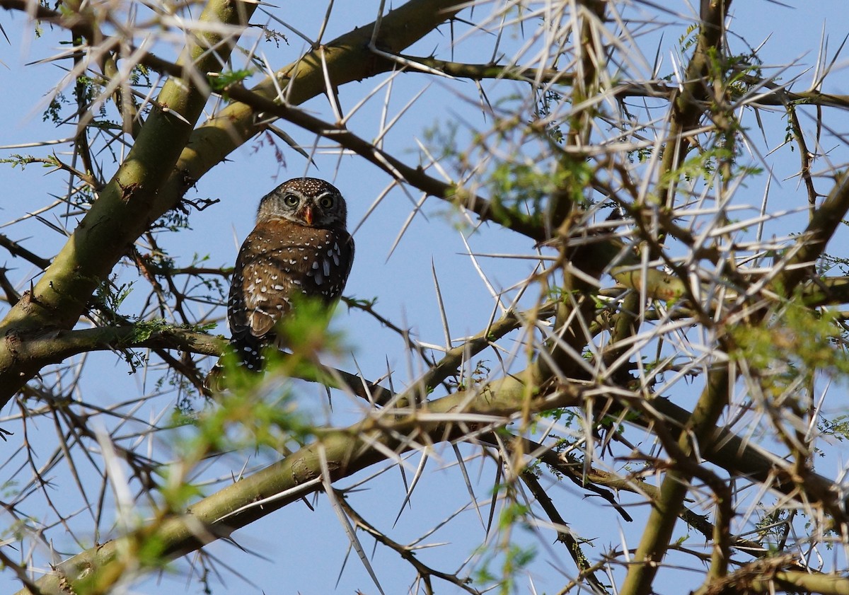 Pearl-spotted Owlet - ML642434435