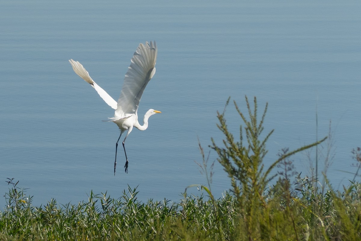 Great Egret - ML642434438