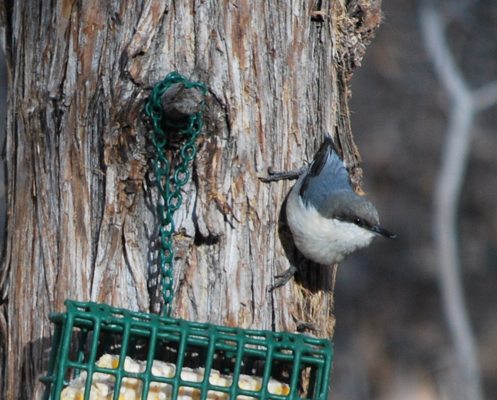 Pygmy Nuthatch - ML642434448