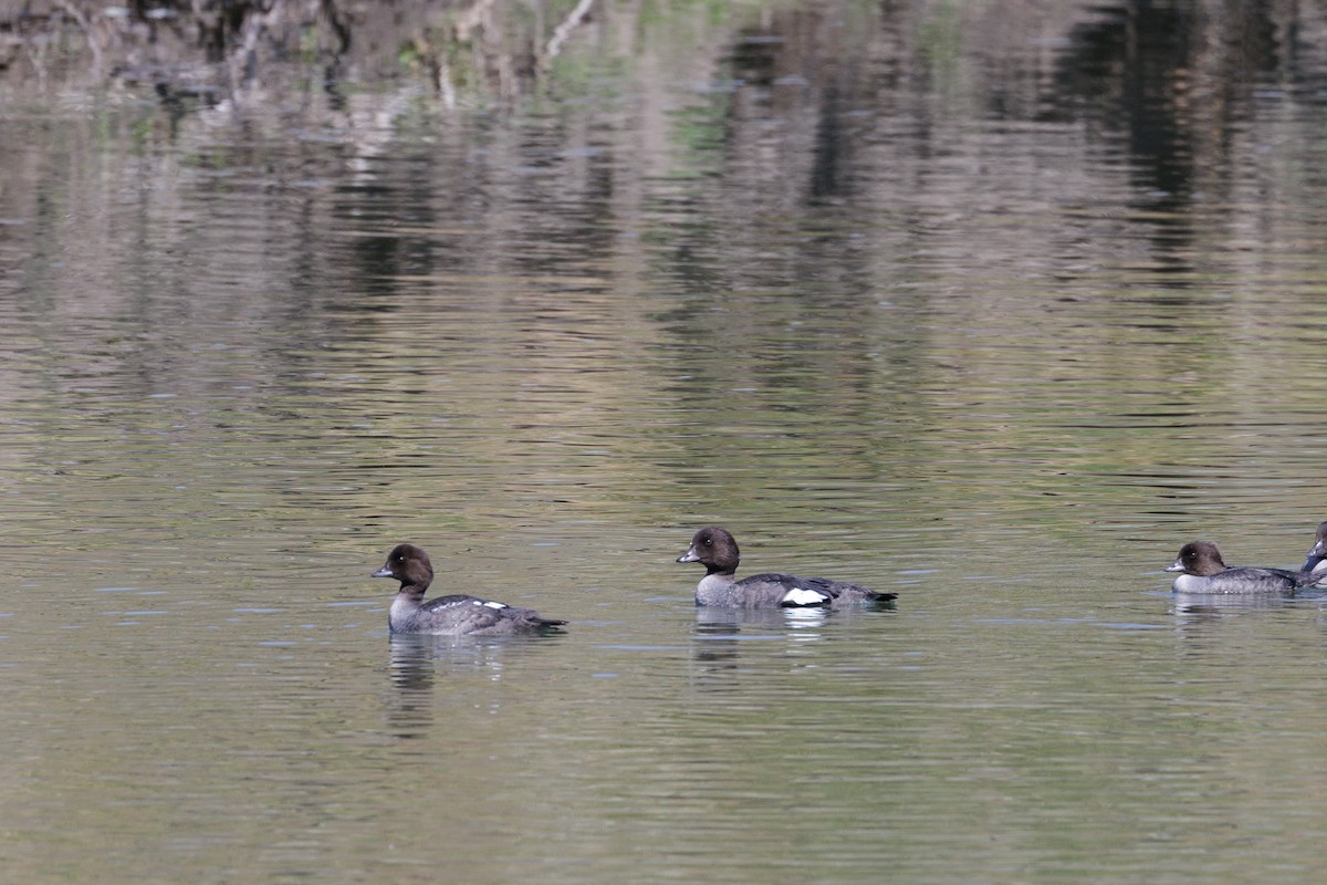 Barrow's Goldeneye - ML642434462