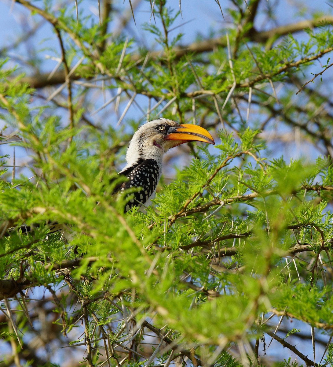 Eastern Yellow-billed Hornbill - ML642434464