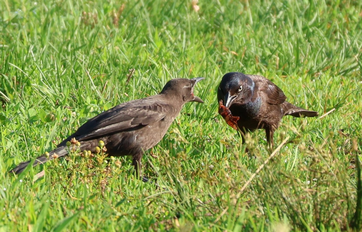 Common Grackle - ML642434488