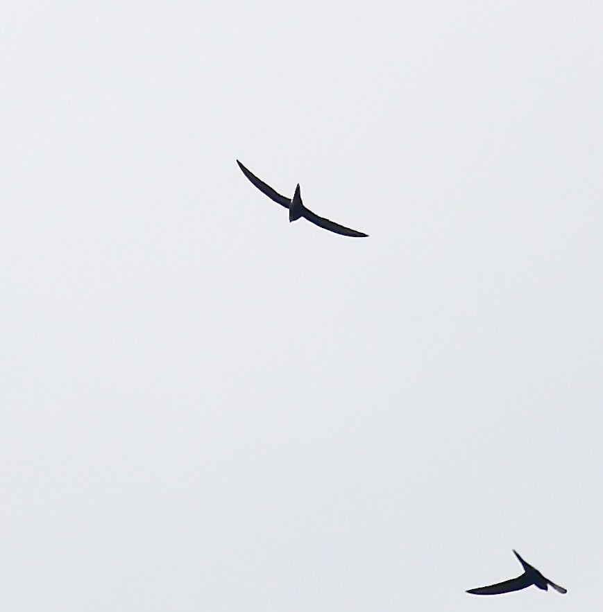 Pacific Swift - ML642434497