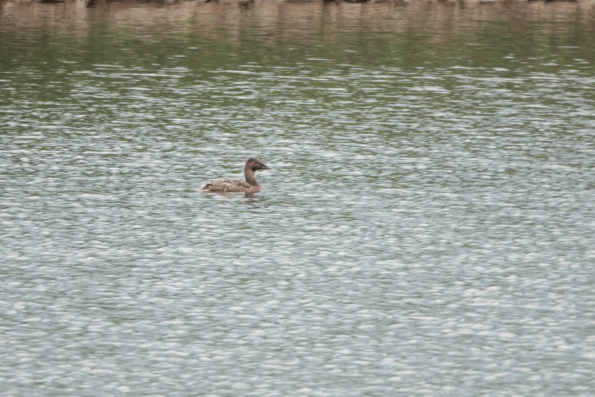 Canvasback - ML642434502