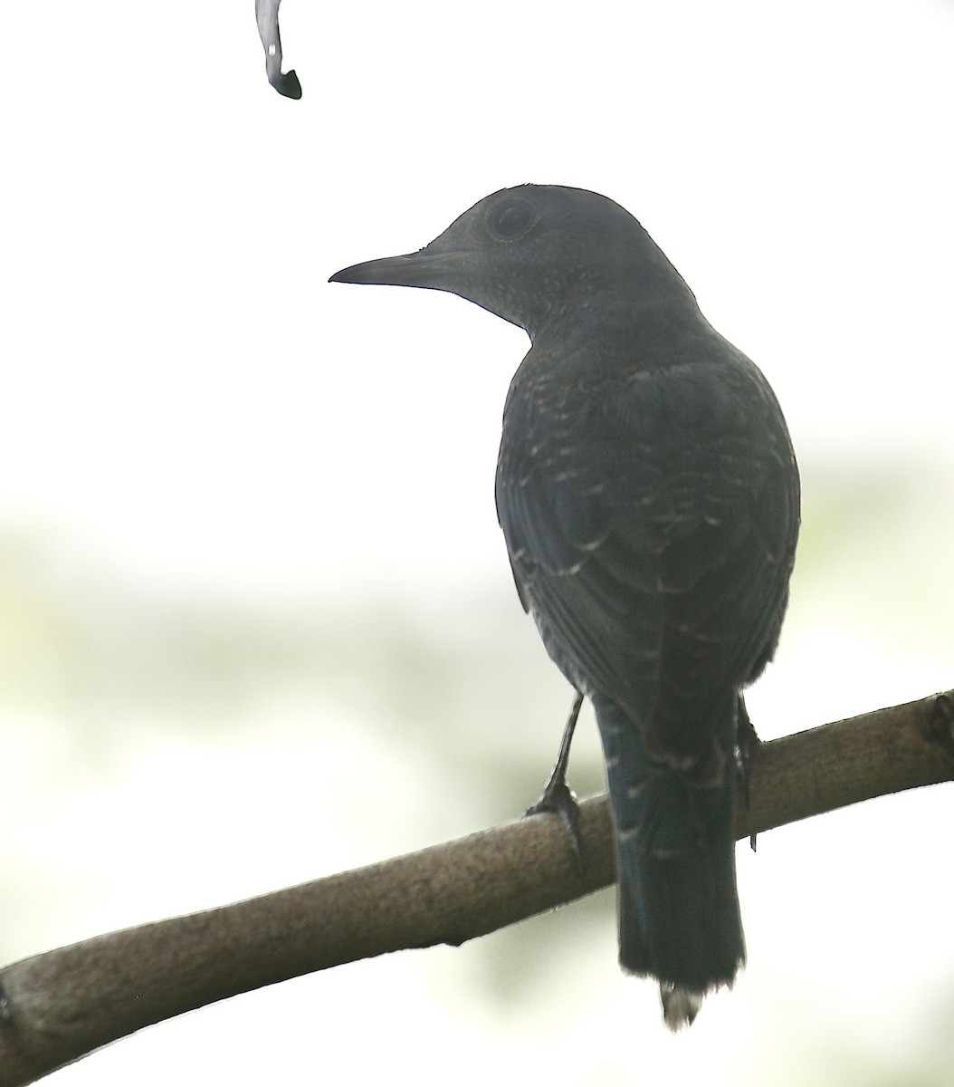 Blue Rock-Thrush - ML642434507