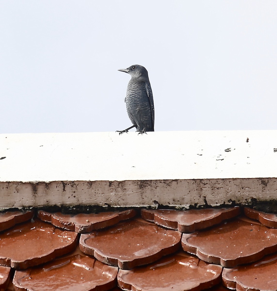 Blue Rock-Thrush - ML642434508