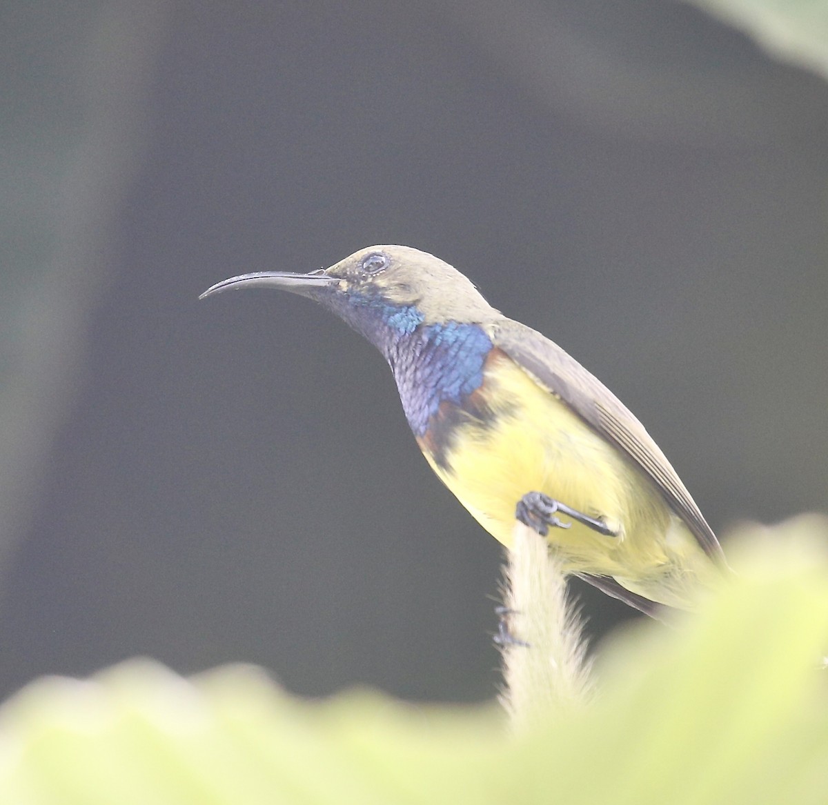 Ornate Sunbird - ML642434509