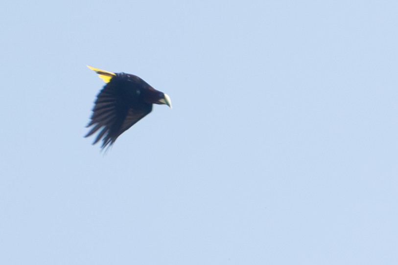Chestnut-headed Oropendola - ML642434510